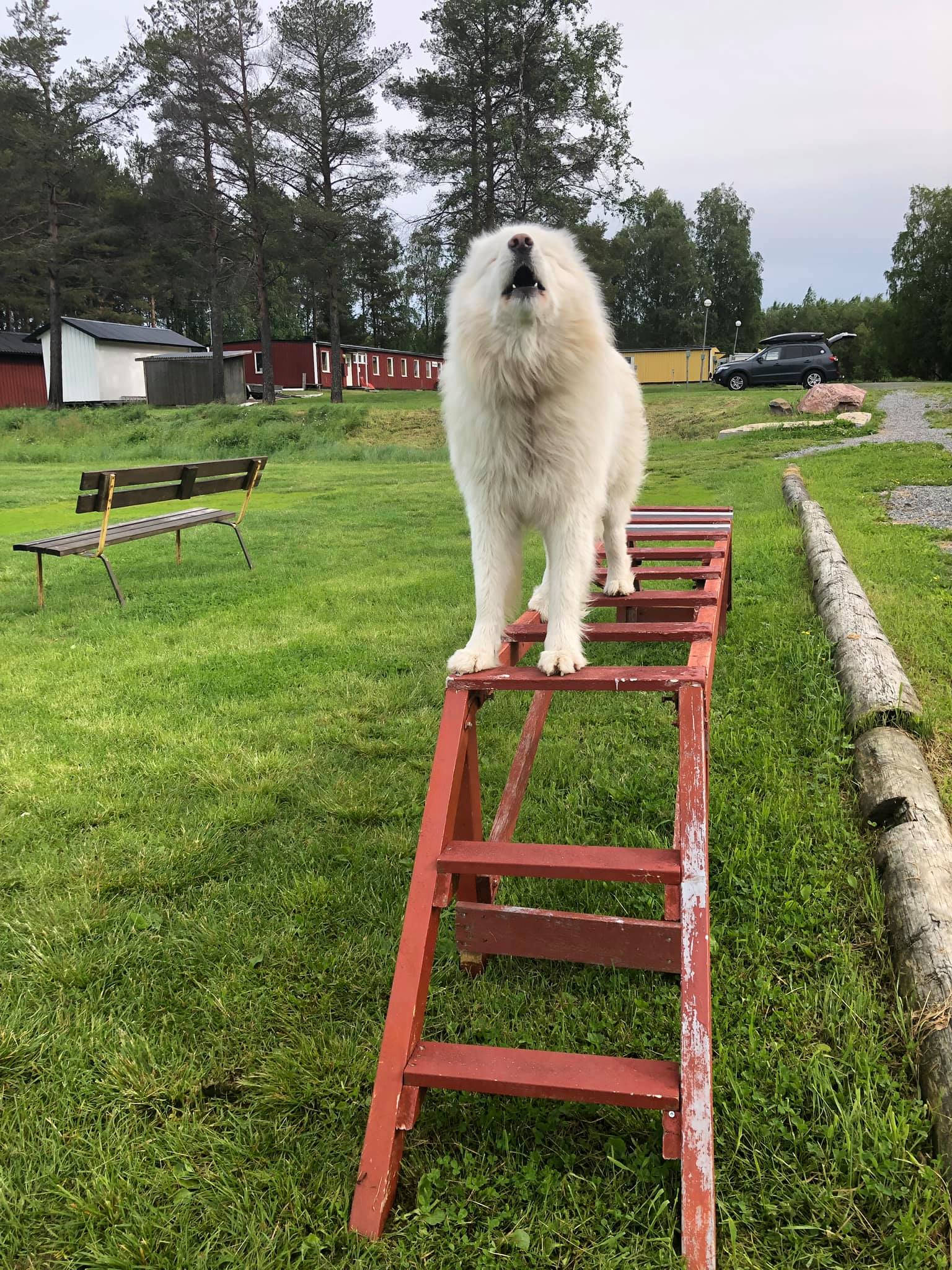 radarstege